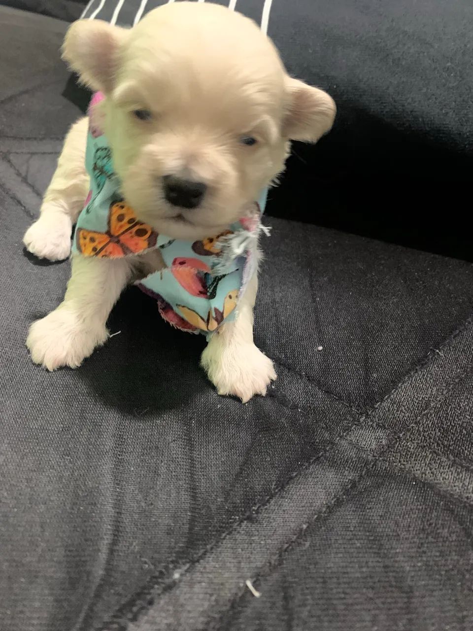 Filhote de cachorro