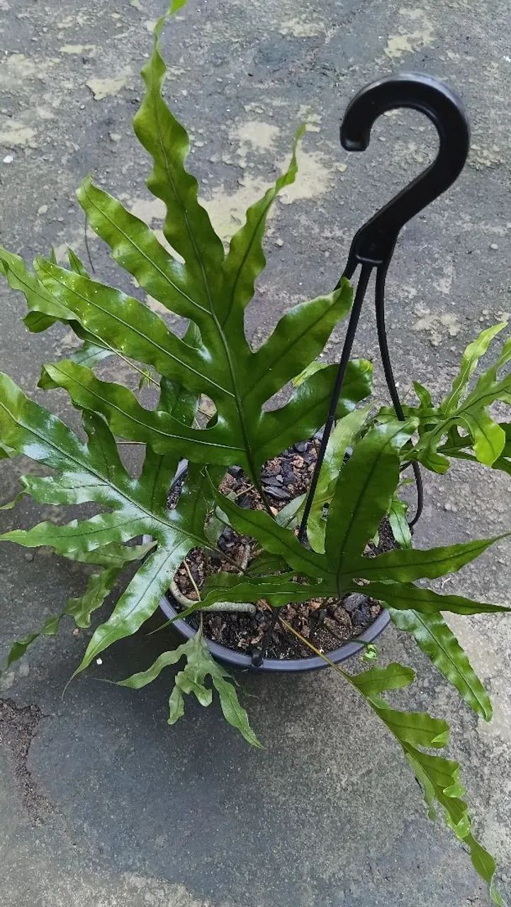Plantas pendentes  - Foto 3