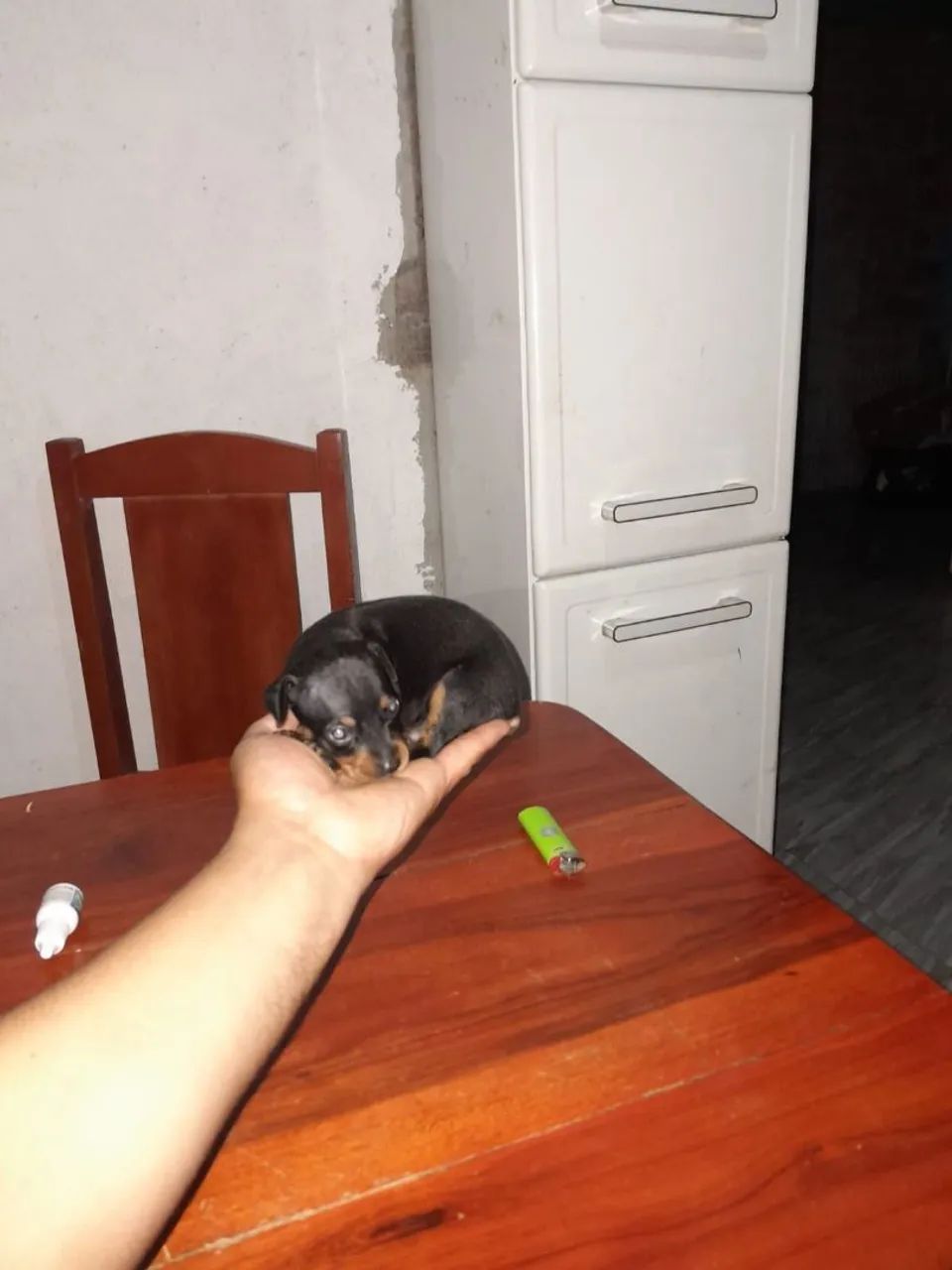  Cachorro  - Foto 2