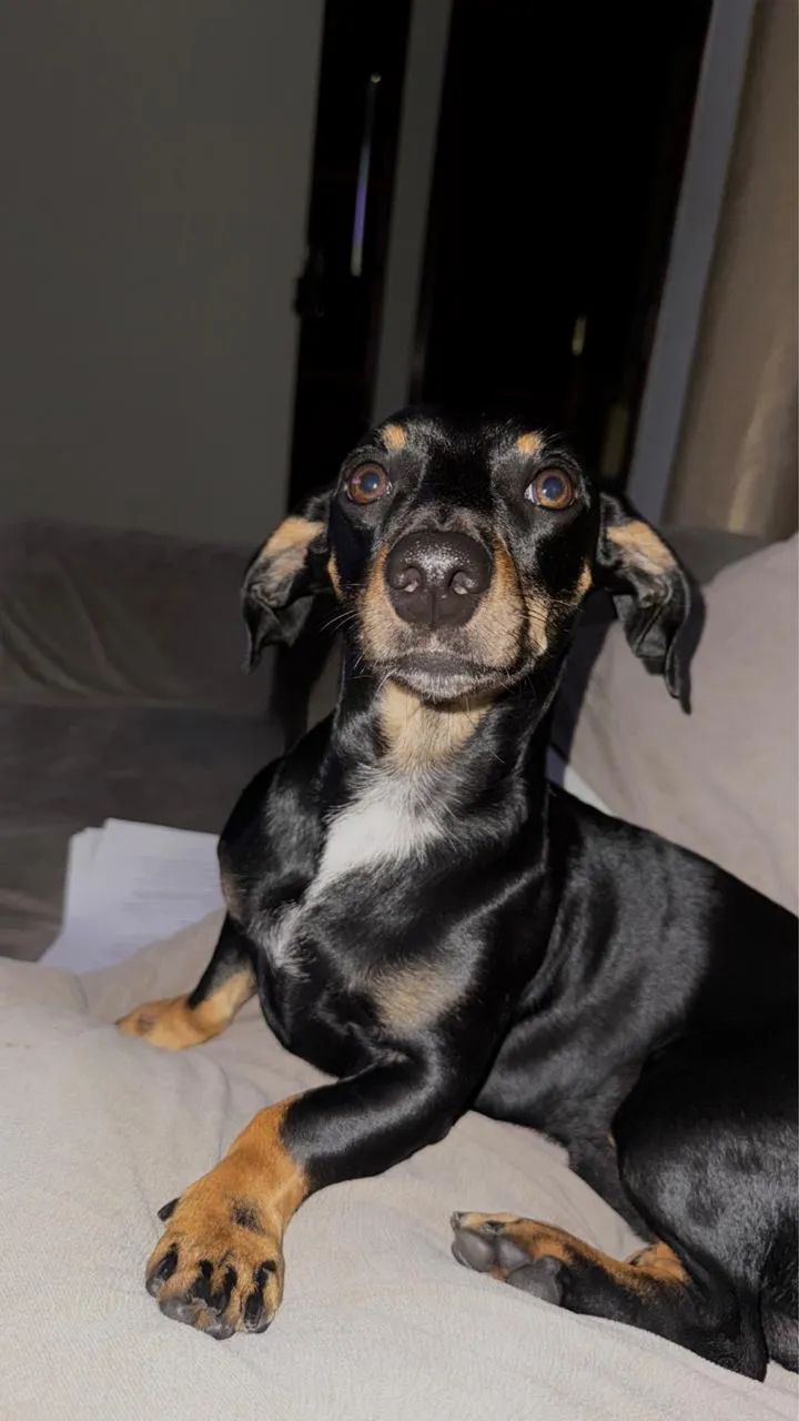 Cachorro  - Foto 2