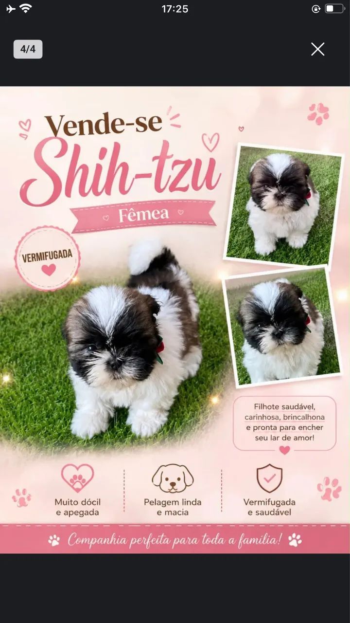 Shih Tzu 