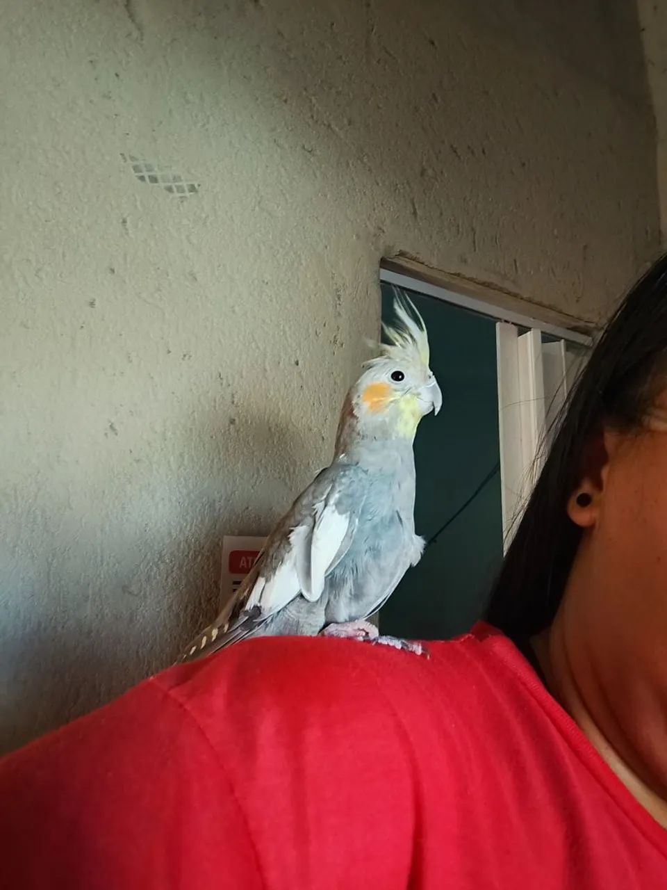 Pet
