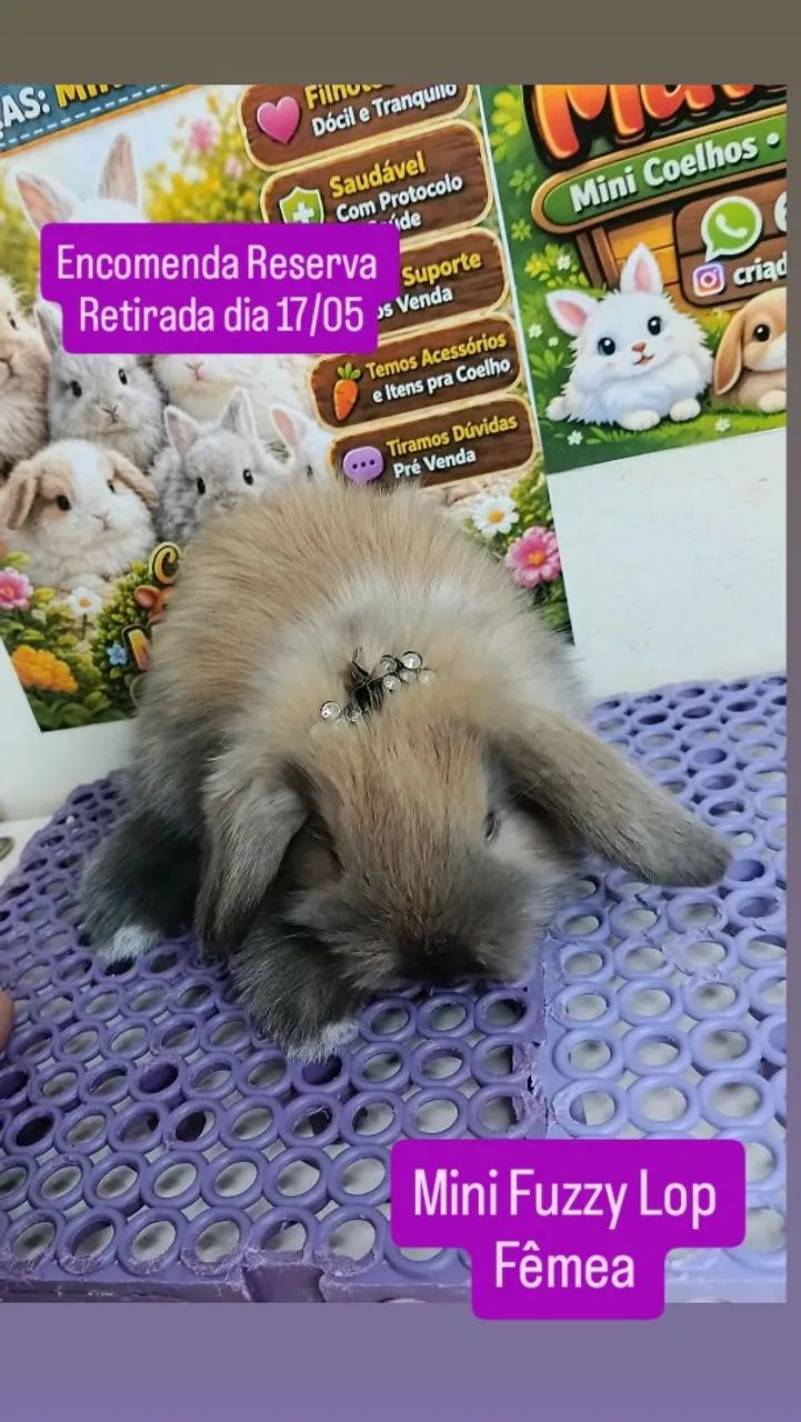 Mini Coelho Variadas Raças e Valores  - Foto 3