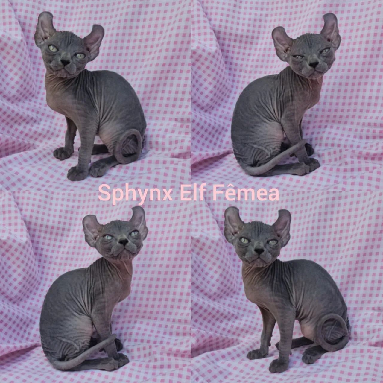 Sphynx padrão e Elf Filhotes - Gatil Bsb Cat - Foto 5