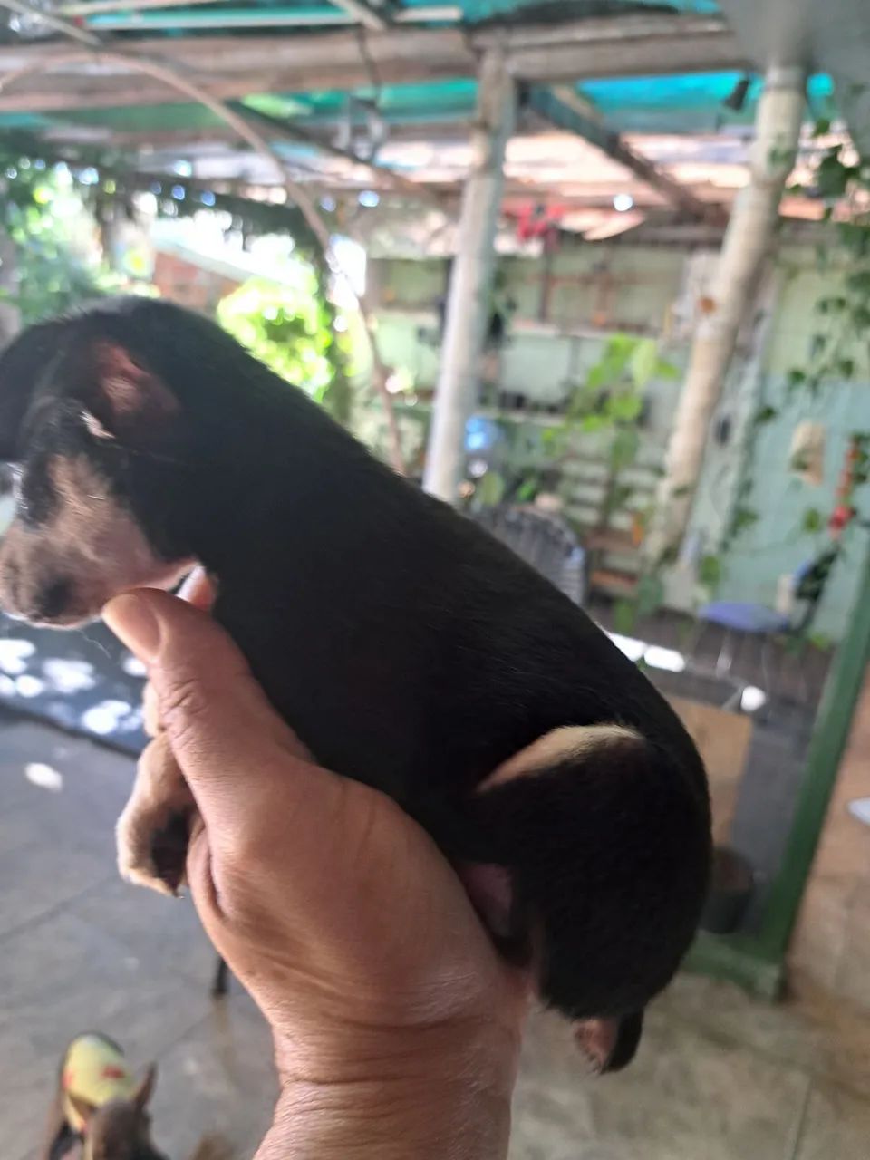pinscher macho  - Foto 3