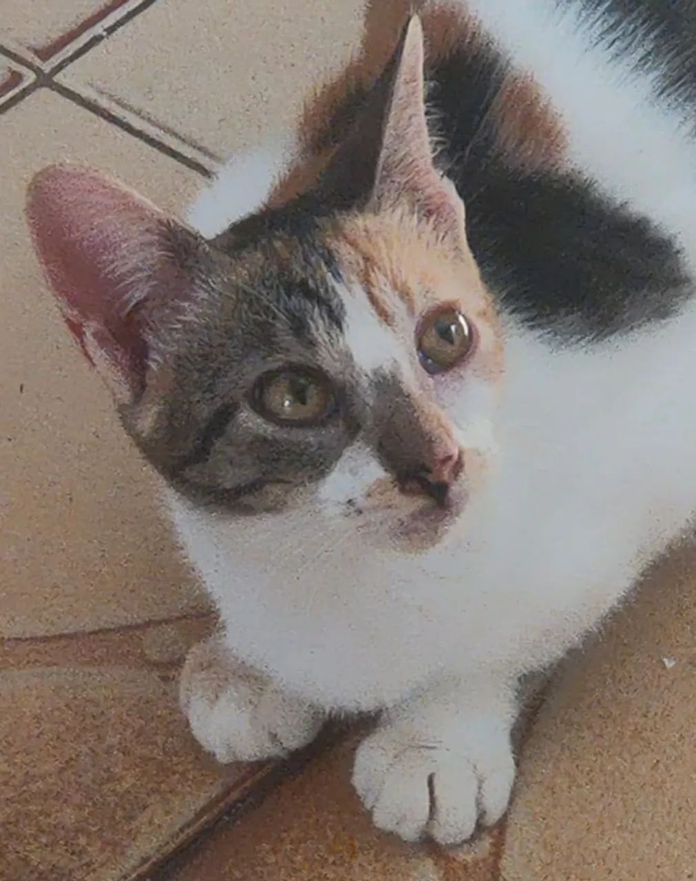 Gatinha castrada - Foto 3