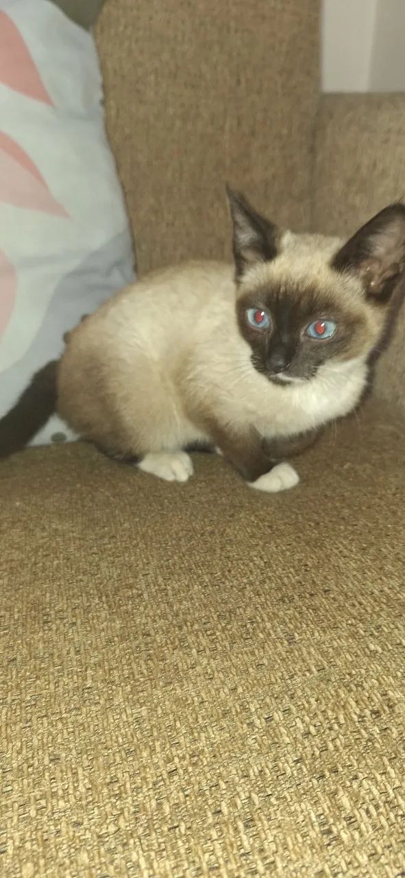 Gatinha siames - Foto 2