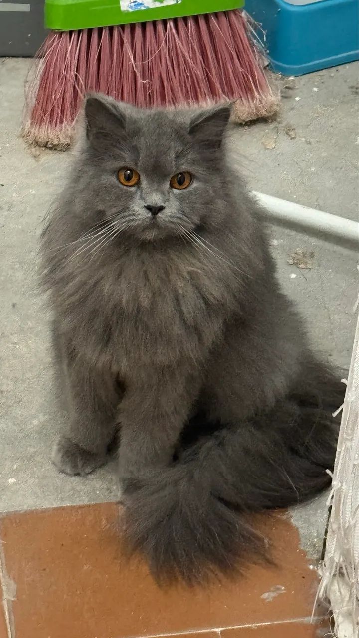 Gata British Longhair - Foto 5