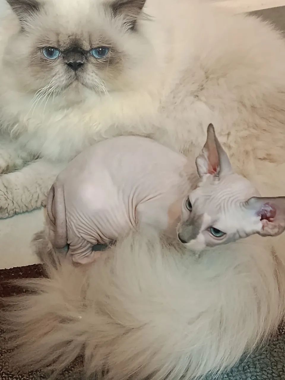 Gato sem pelo
