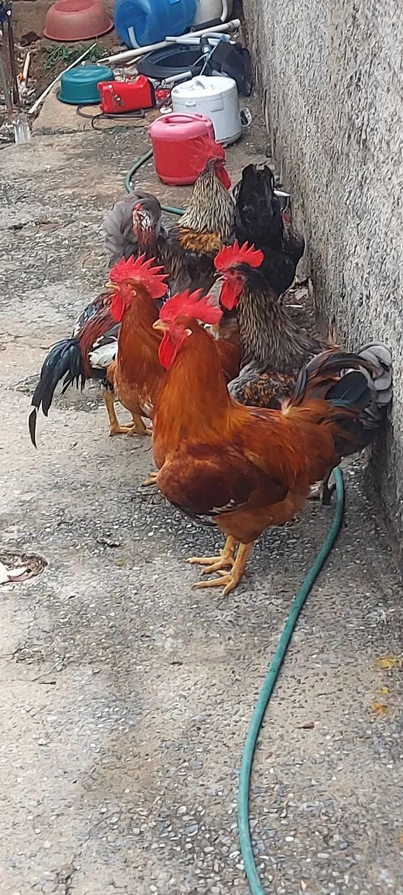 Vendo Galos.