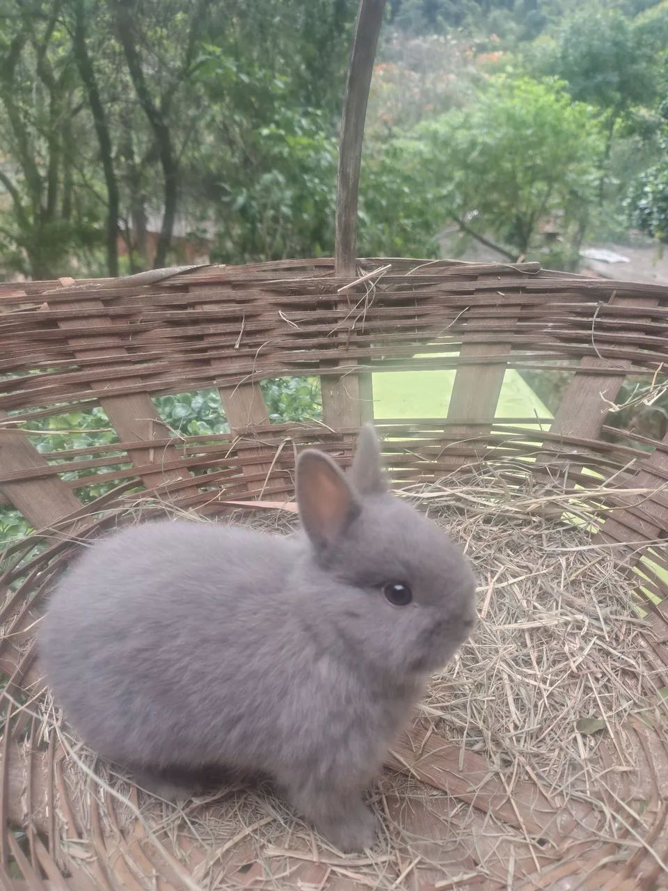 Coelhos  - Foto 4