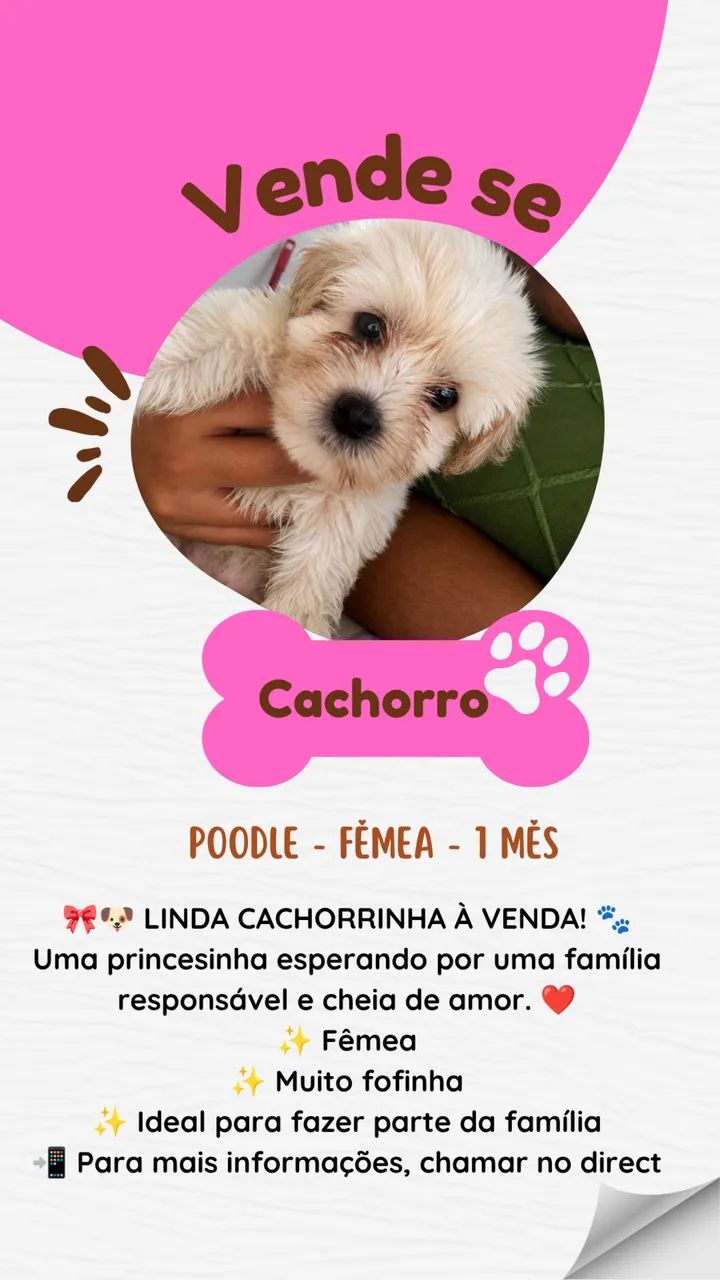 ? LINDA CACHORRINHA À VENDA! ? 