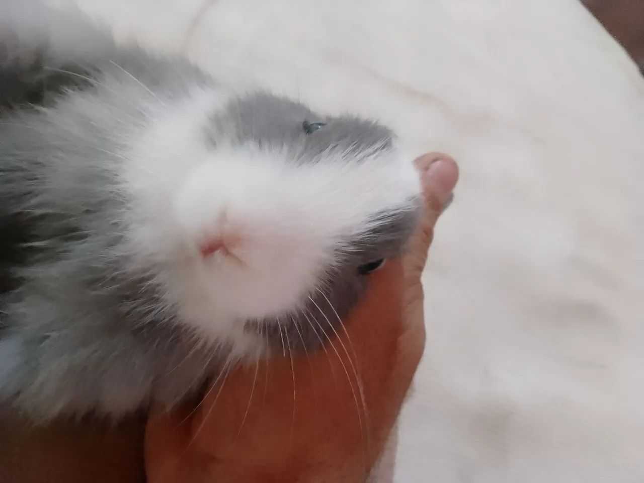 Coelho pet raça  - Foto 3