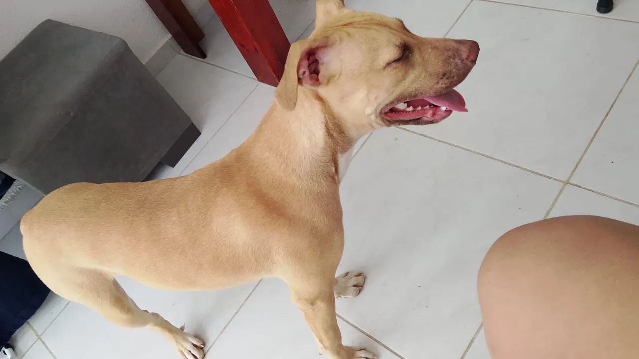 Doação responsável pit bull - Foto 3
