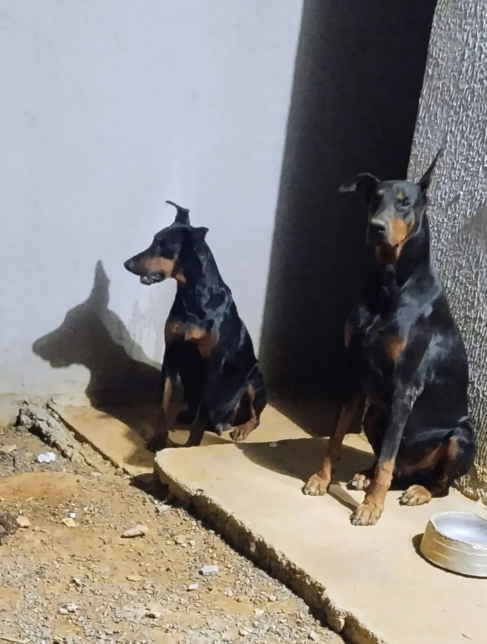 Filhotes de Doberman - Foto 4