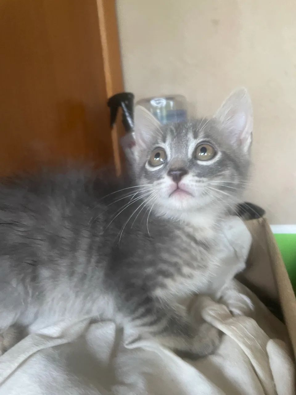 Gatinhos Filhotes - Foto 2