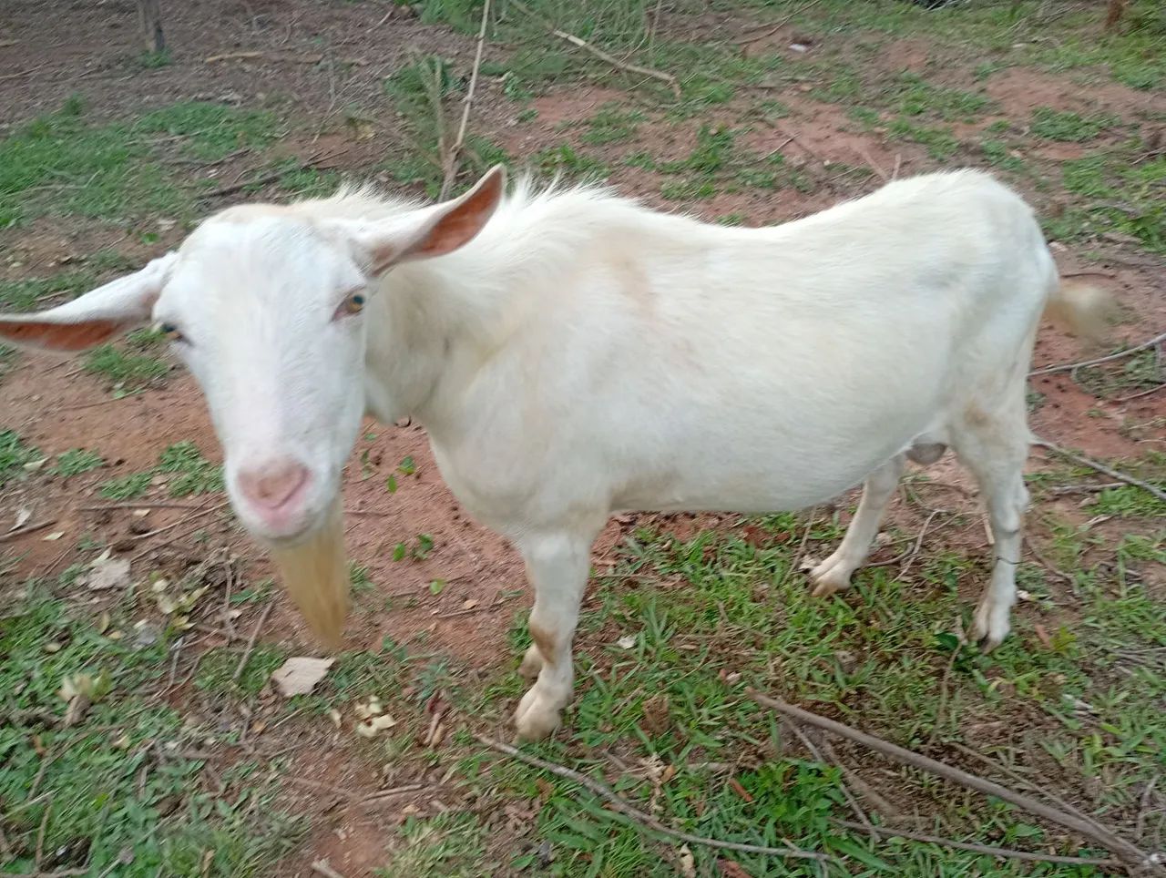 Bode sanee puro - Foto 3