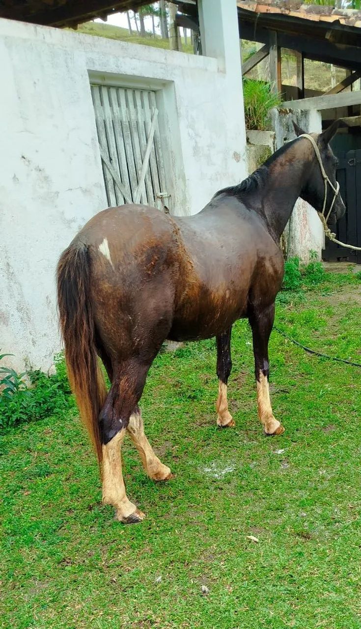 Cavalos  - Foto 5