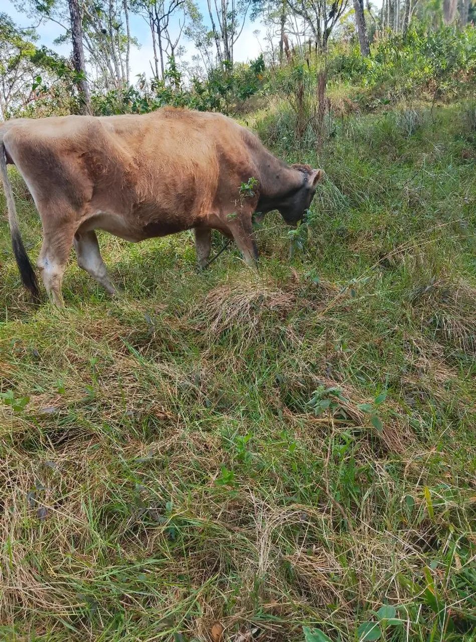 Vendo uma vaca prenha e uma novilha  - Foto 3