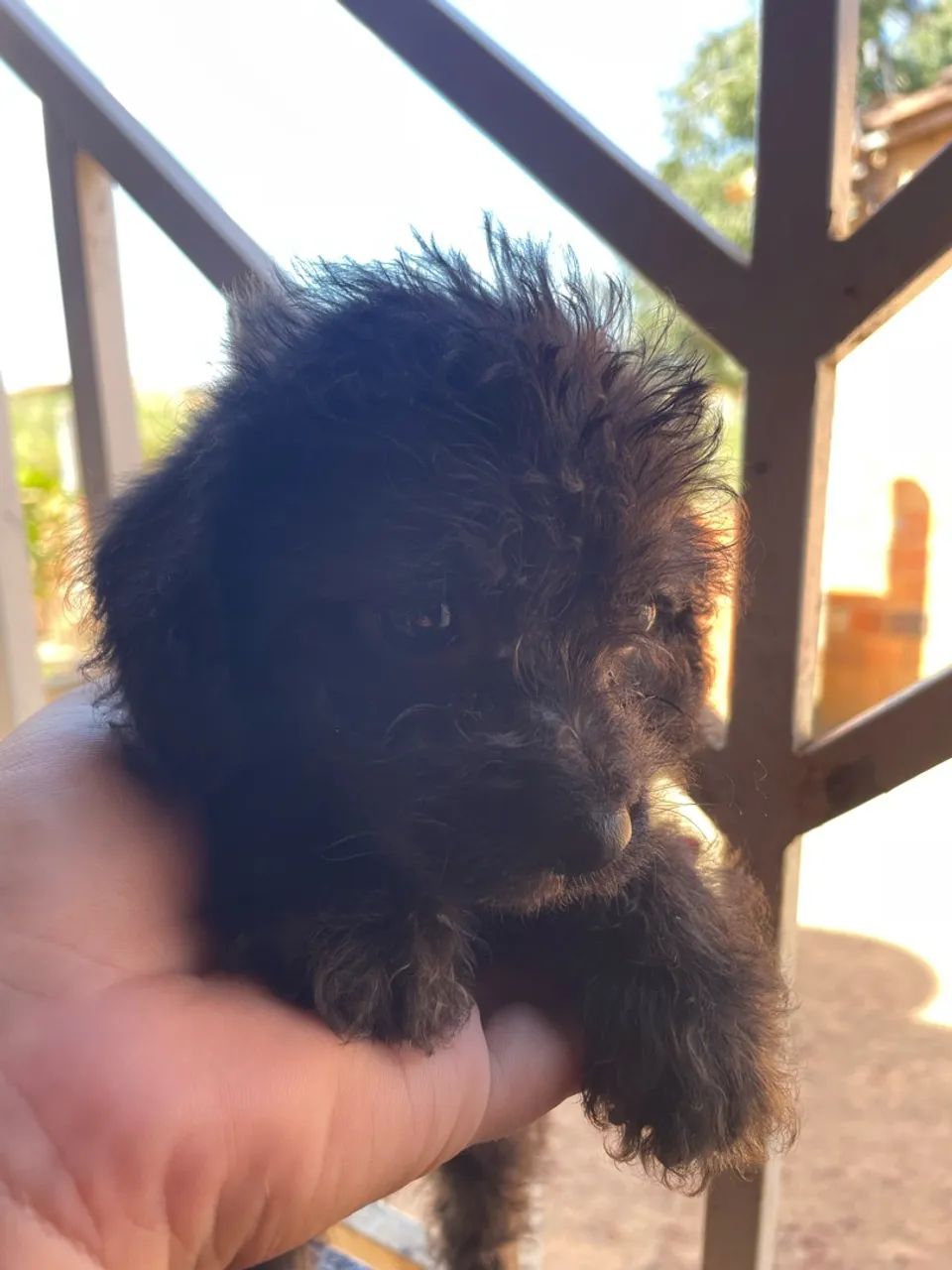 Poodle a venda  - Foto 2
