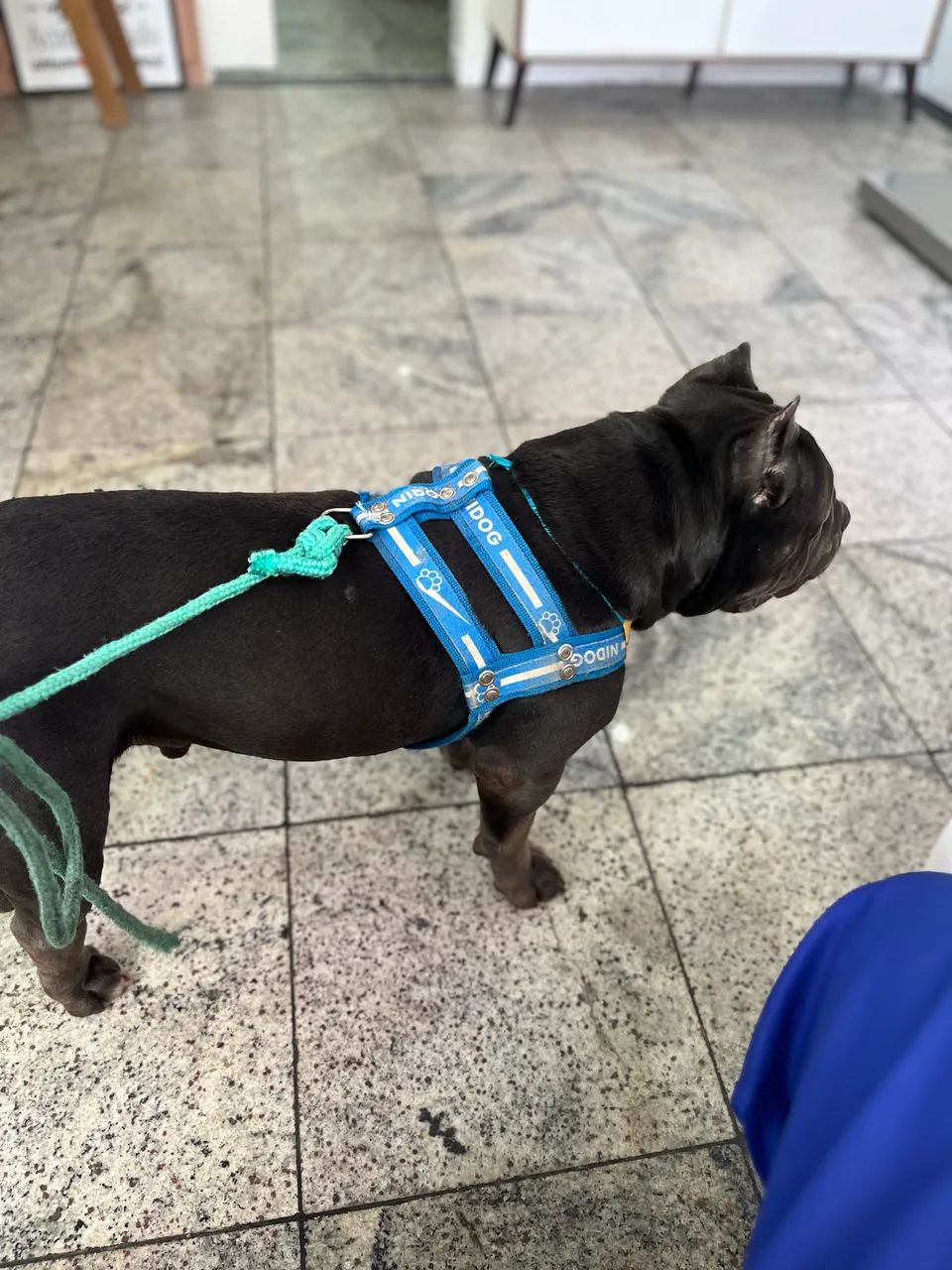 AMERICAN BULLY NÃO CASTRADO 