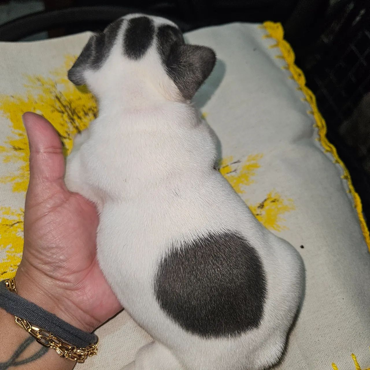 Francês Buldogue  - Foto 2