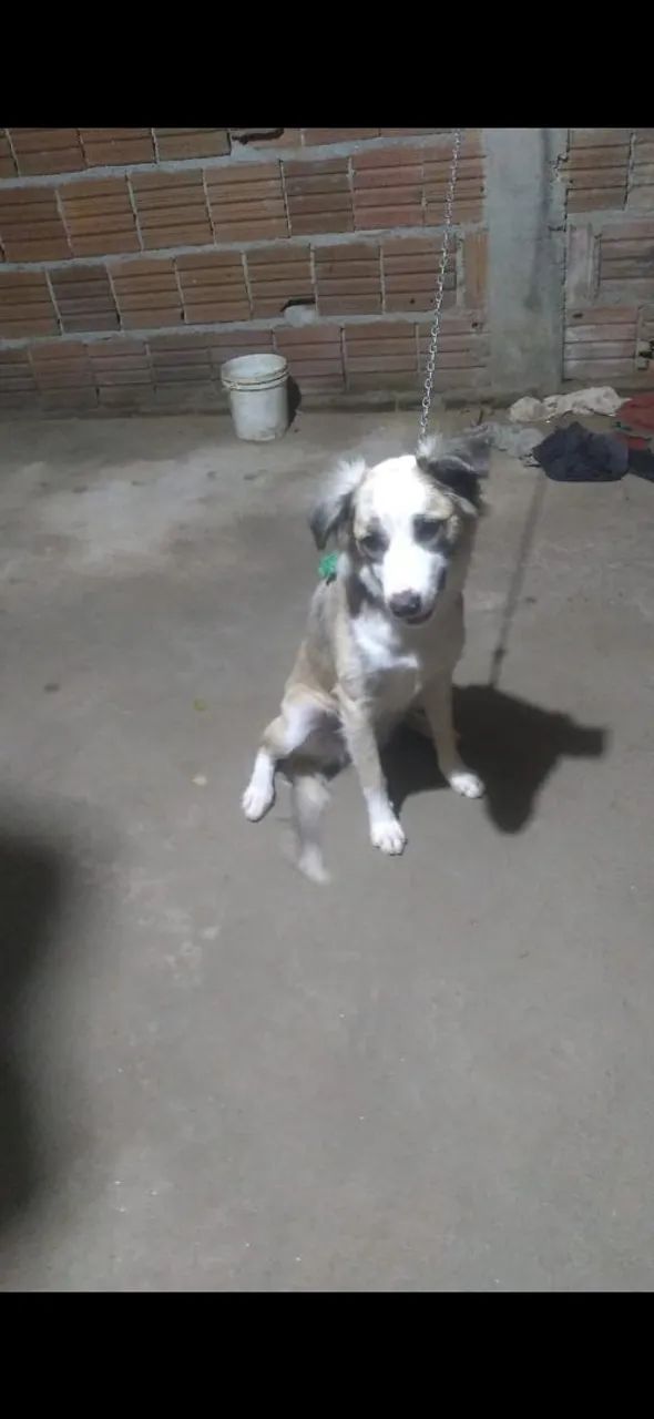 Cachorro