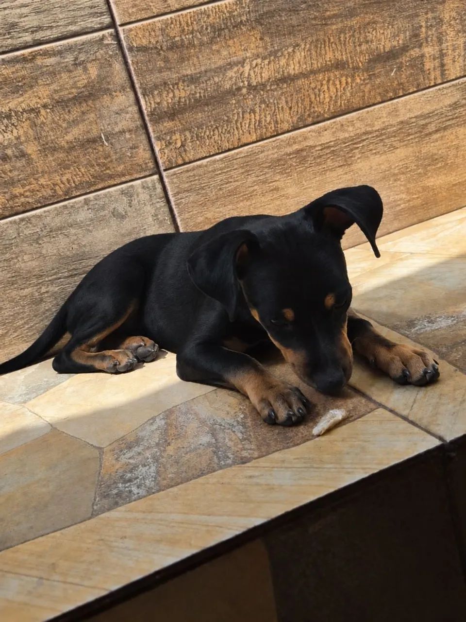 Cachorro