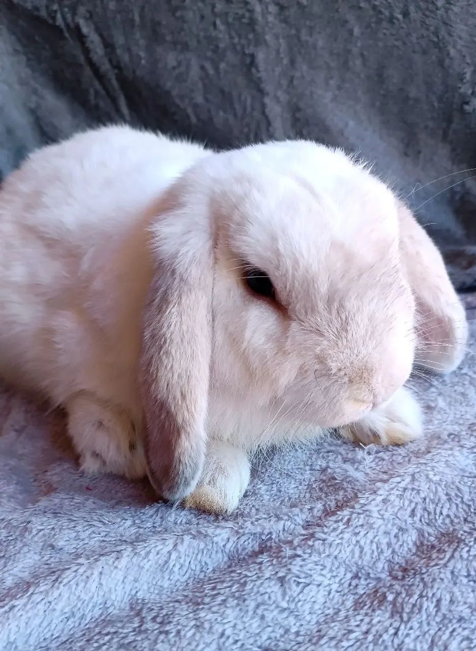 Coelhos Adultos disponíveis Mini lop e Netherlands  - Foto 4