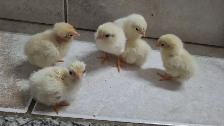 Pintinho garnise miúdo polaco e comum - Foto 3