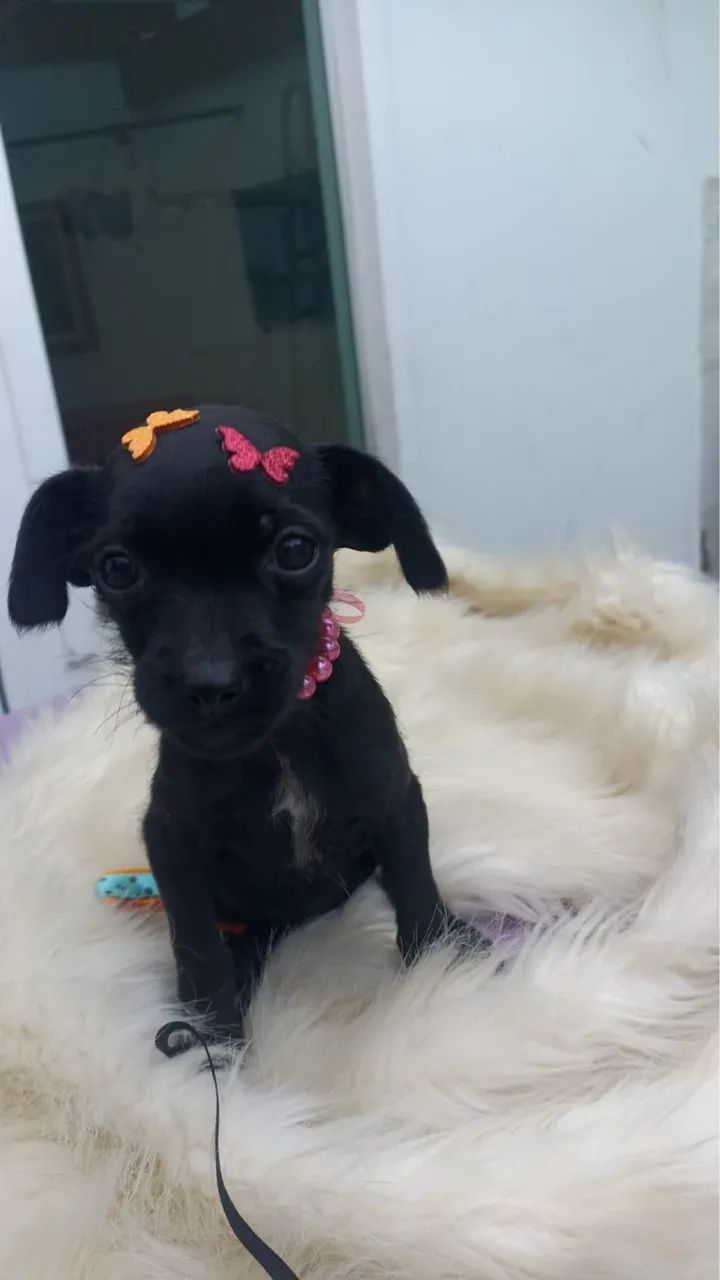 ADOÇÃO RESPONSÁVEL  - Foto 2