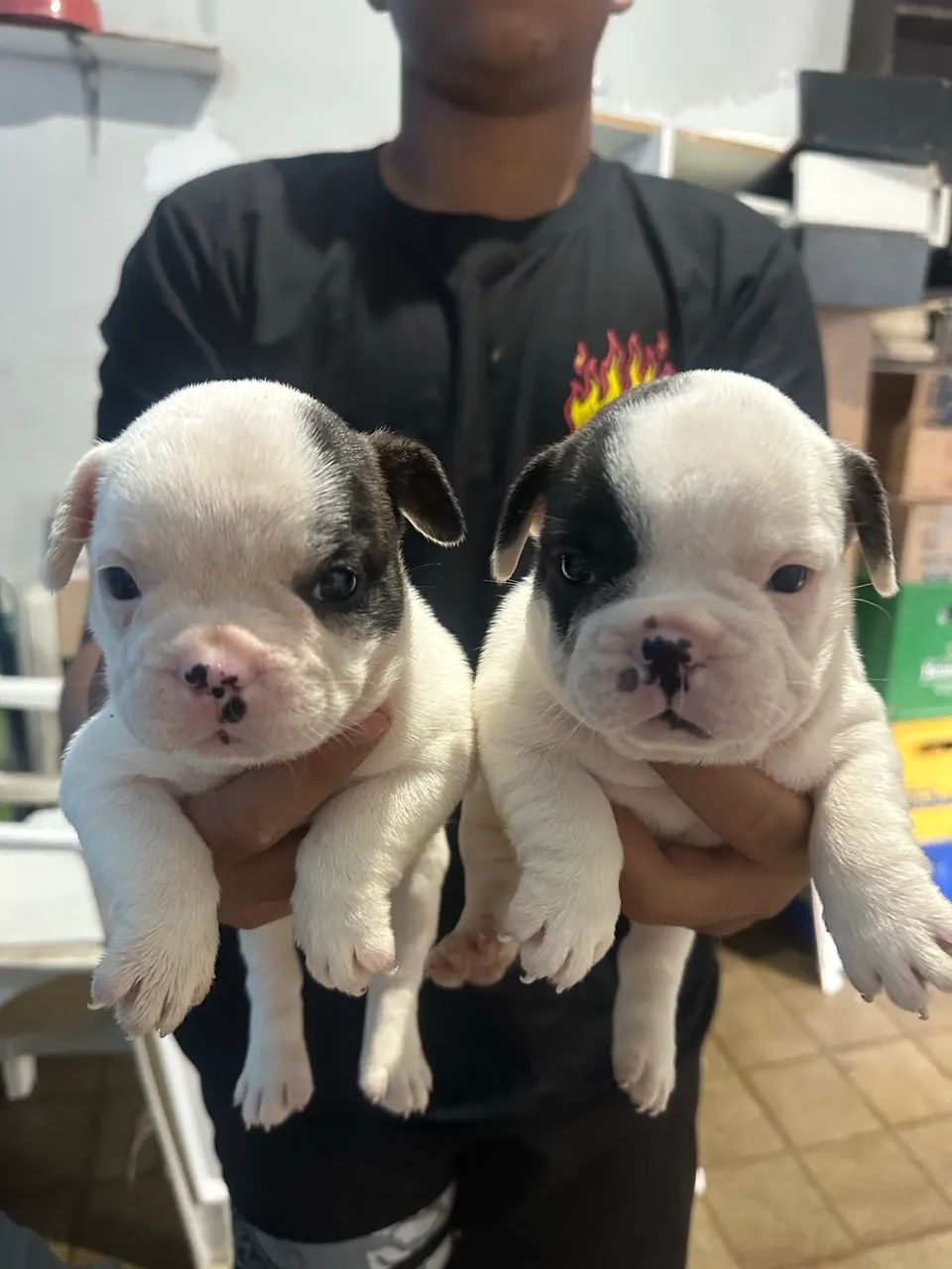 Buldogue Francês  - Foto 2