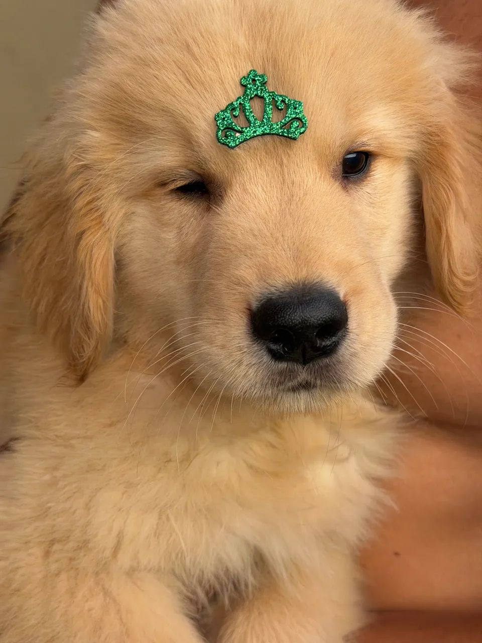 Golden retrivier  - Foto 5
