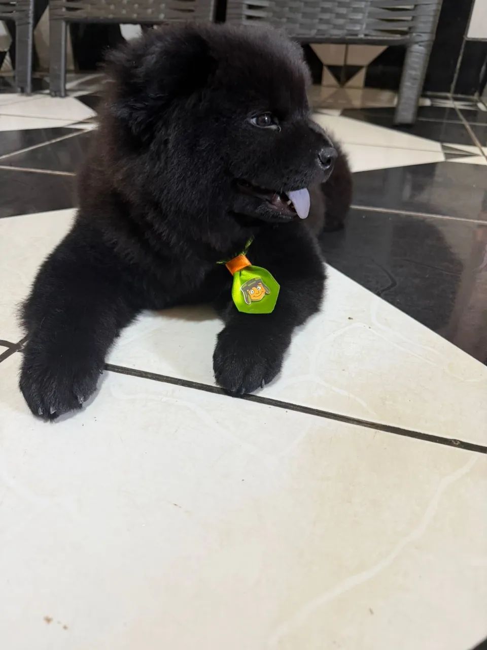 Animais de estimação 