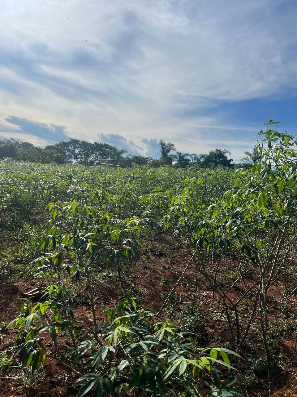 Mandiocal - Roça de mandioca