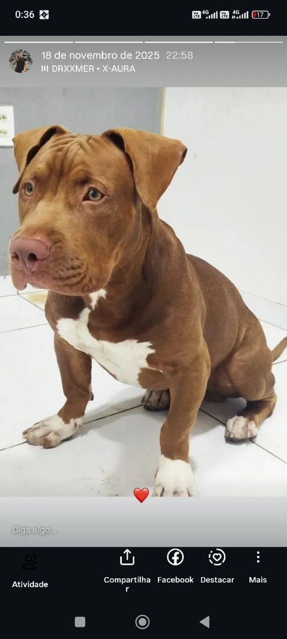 Pitmonster  - Foto 3