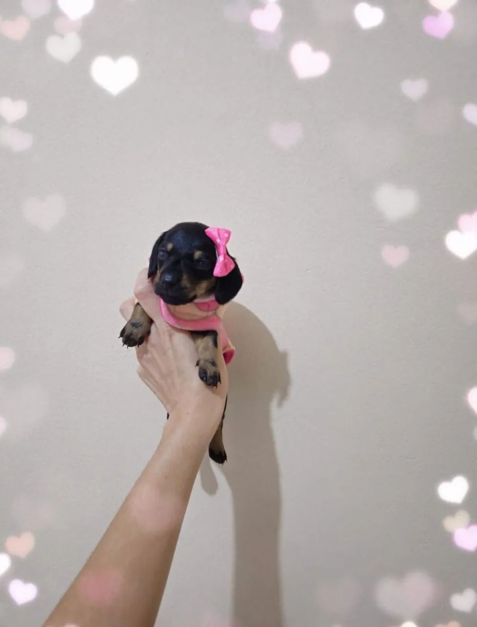 Dachshund  - Foto 2
