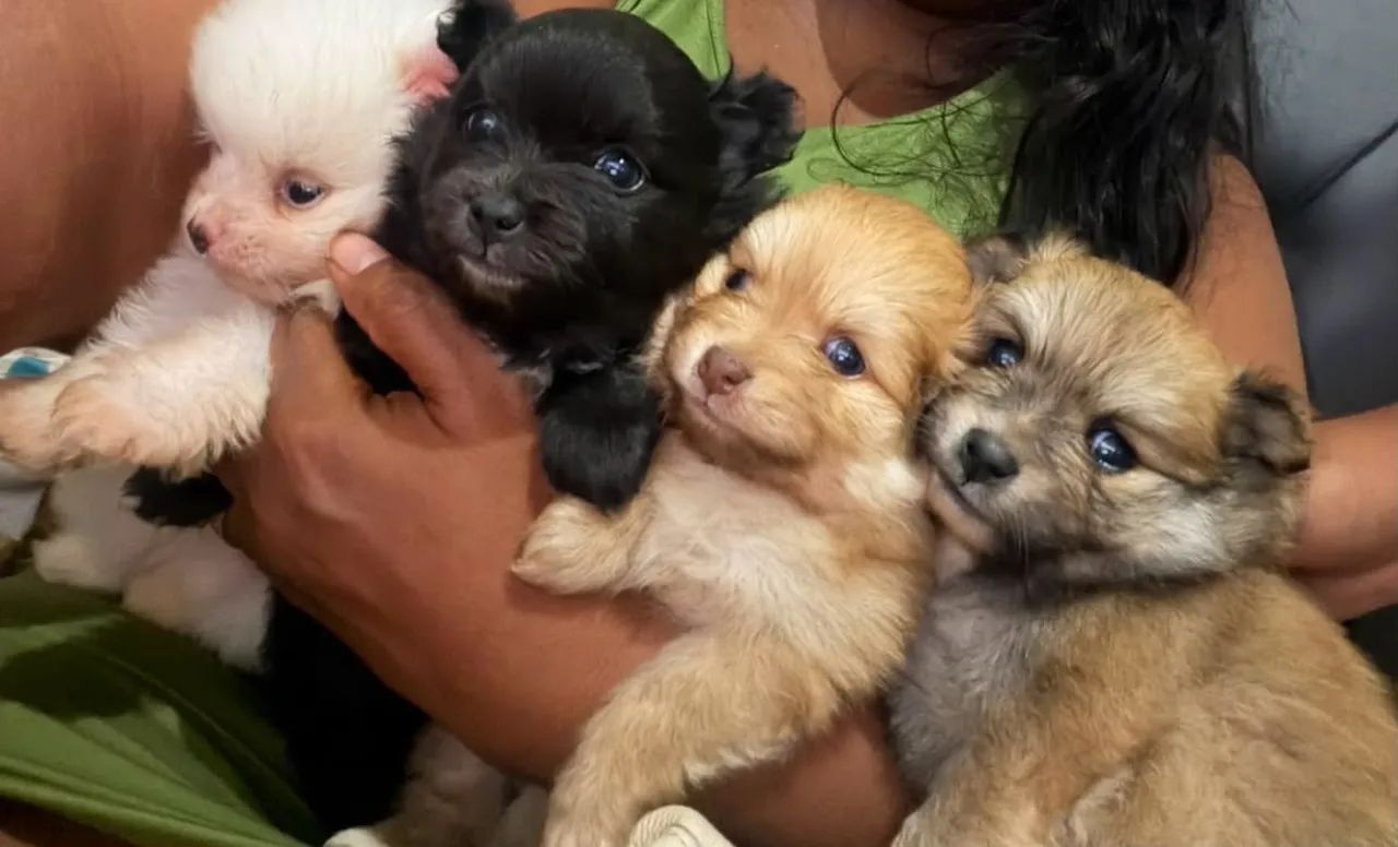 Vendo dogs