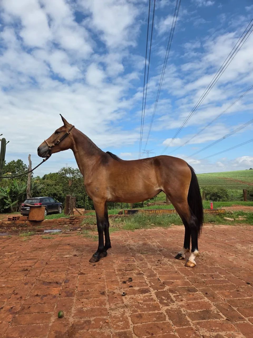 CAVALO MANGALARGA 