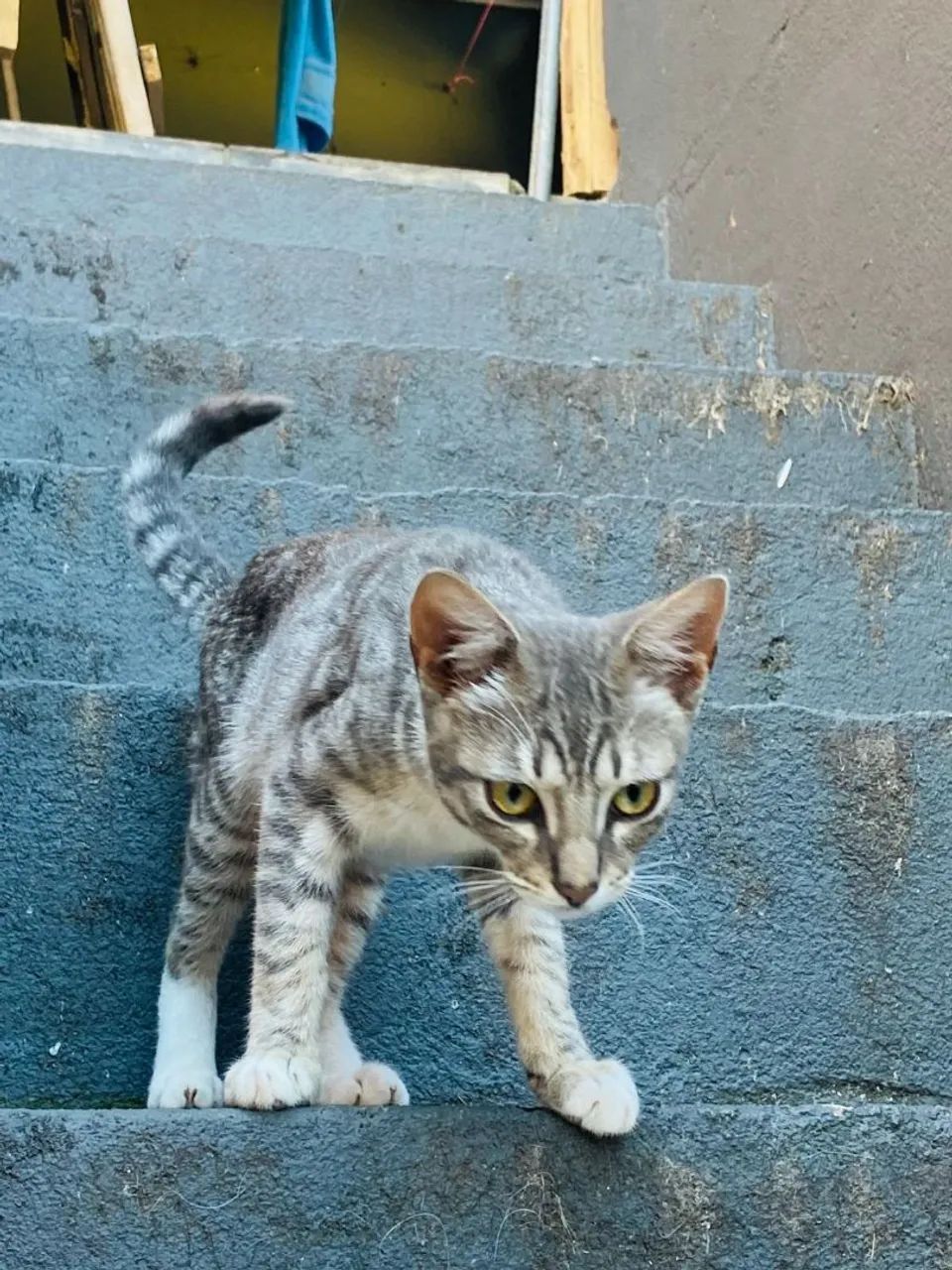 Doação de gatos  - Foto 3
