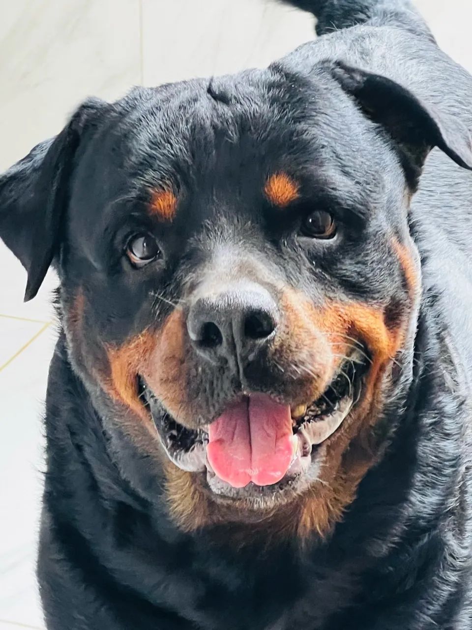 Filhote de Rottweiler  - Foto 5