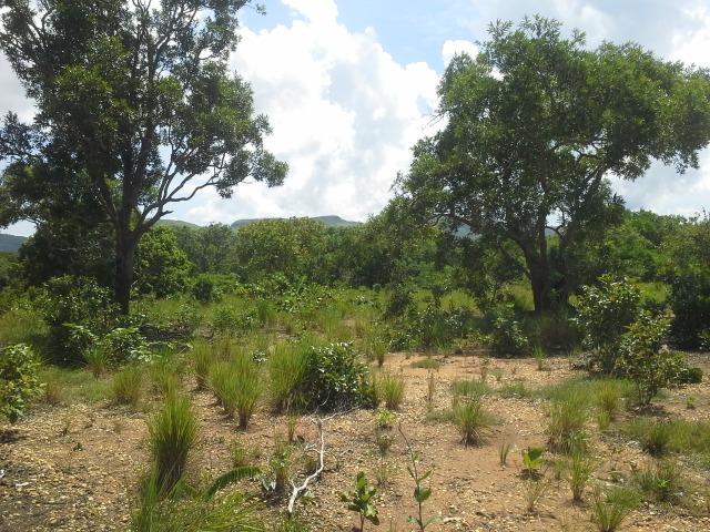 Excelente Área de 51 mil m² C/ 70 metros Beira Lago Km 29 Estrada Lajeado - Foto 5