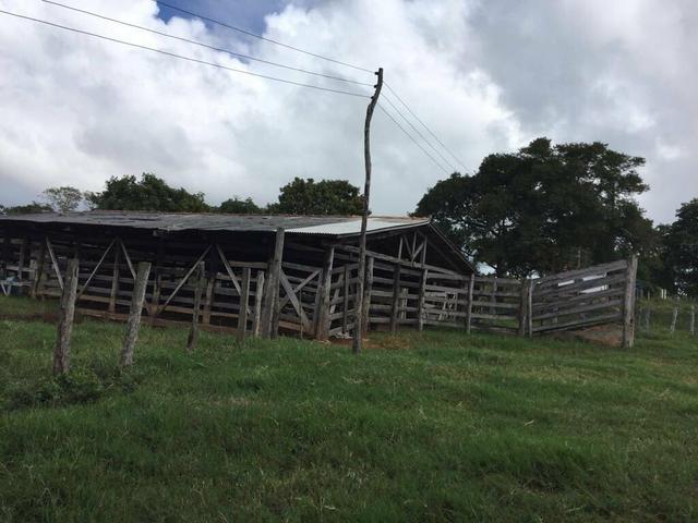 Vendo Fazenda Porteira fechada 80 hectares/DOCUMENTADA - Foto 16
