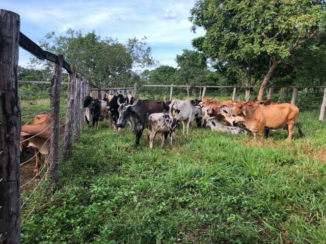Vendo Fazenda Porteira fechada 80 hectares/DOCUMENTADA - Foto 17