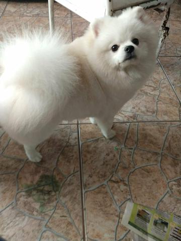 Spitz Alemã - Foto 6