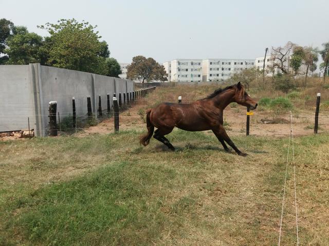 Tenho potro Q milha fechado corrida - Foto 2
