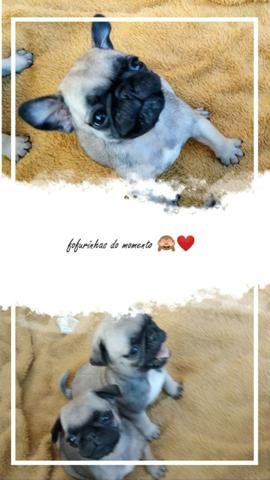 Pug - Foto 5