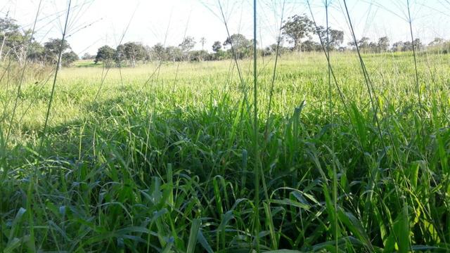 Fazenda para Pecuária com 333 hectares