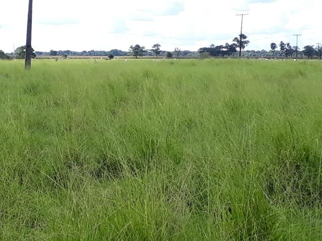 Fazenda em Arenapolis Mato Grasso Terra de Cultura - Foto 15