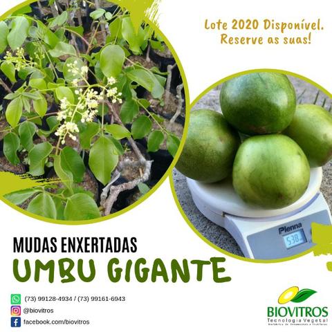 Mudas de Umbu Gigante